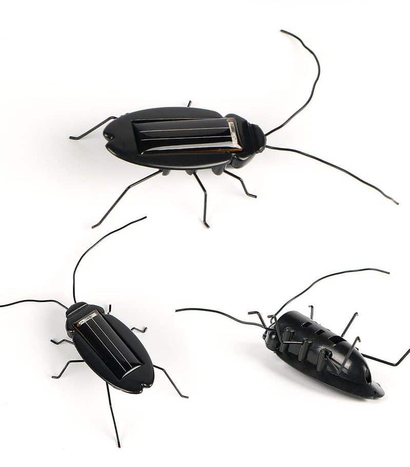 Animaux Solaire Cafarde Noire – Image 2