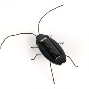 Animaux Solaire Cafarde Noire
